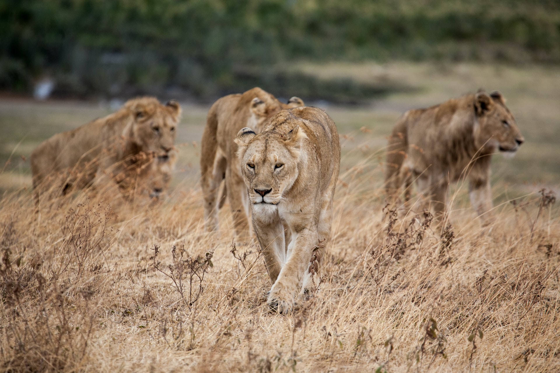[Foto de um grupo de leões na Tanzânia]
