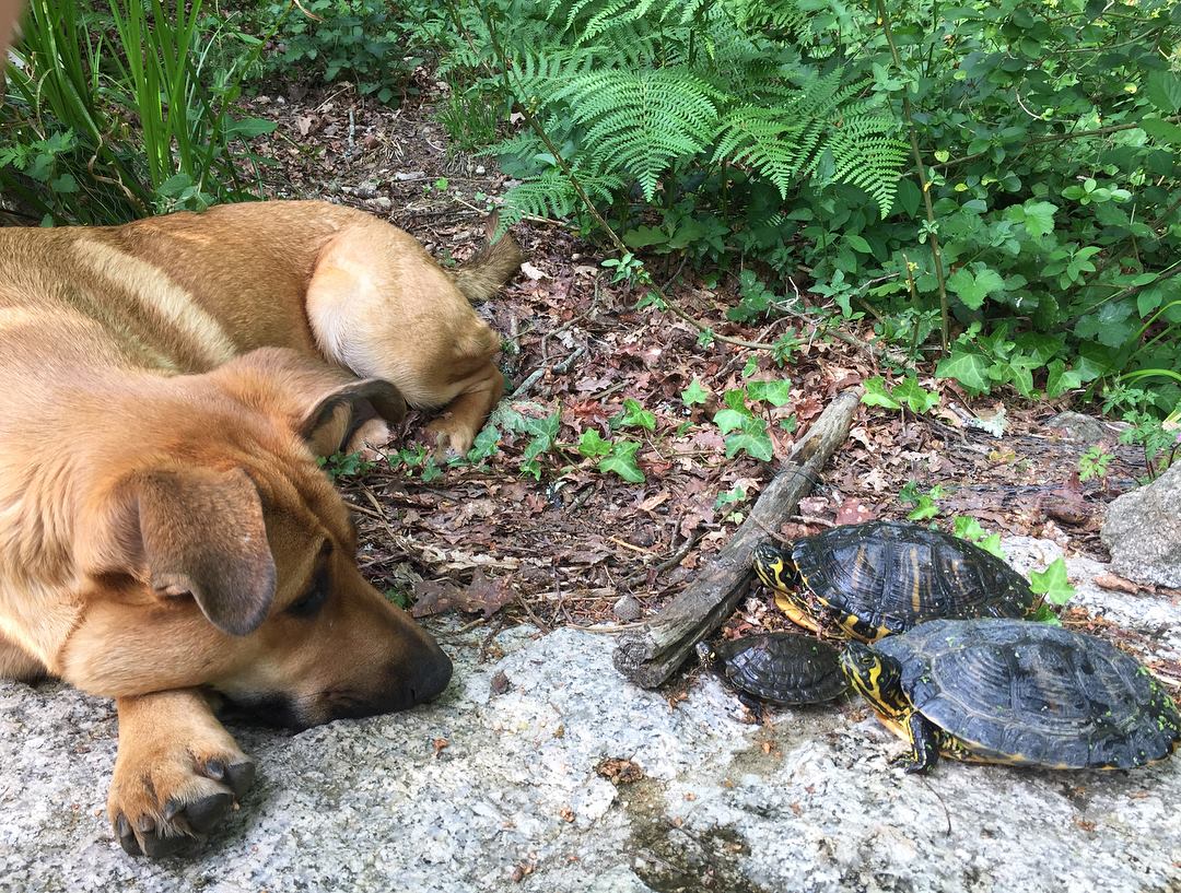 [Foto da cadela Caju e três tartarugas na Quinta das Águias]