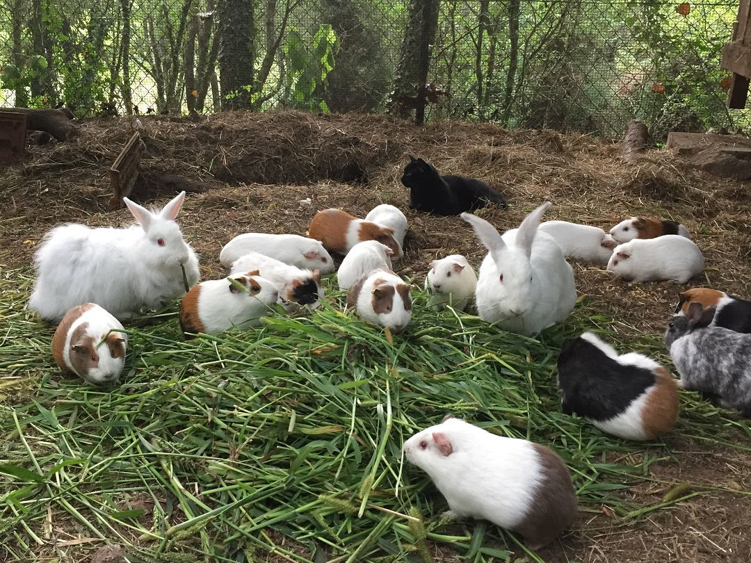 [Foto de um grupo de coelhos e porquinhos da Índia a comer, na Quinta das Águias]