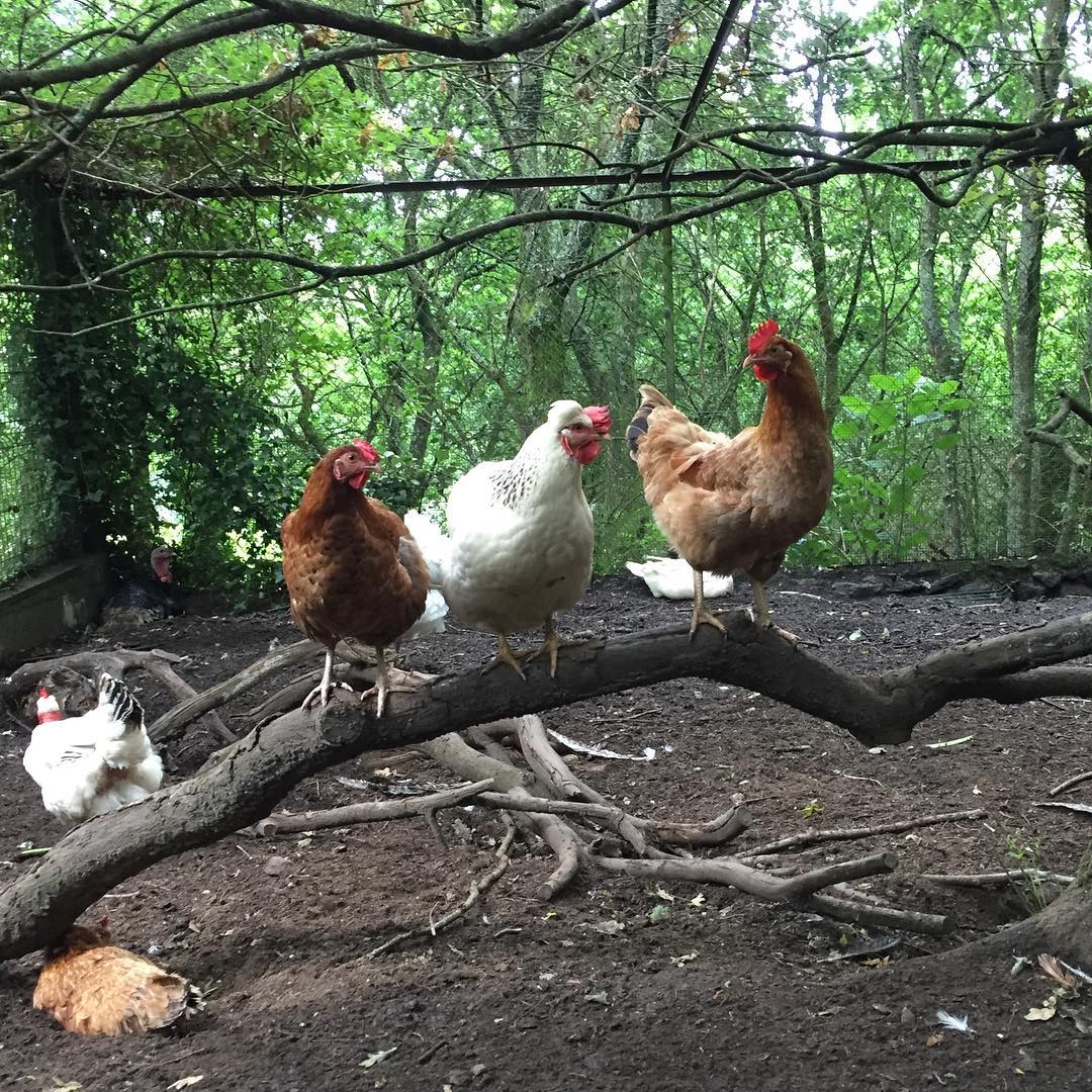 [Foto de galinhas num poleiro, na Quinta das Águias]
