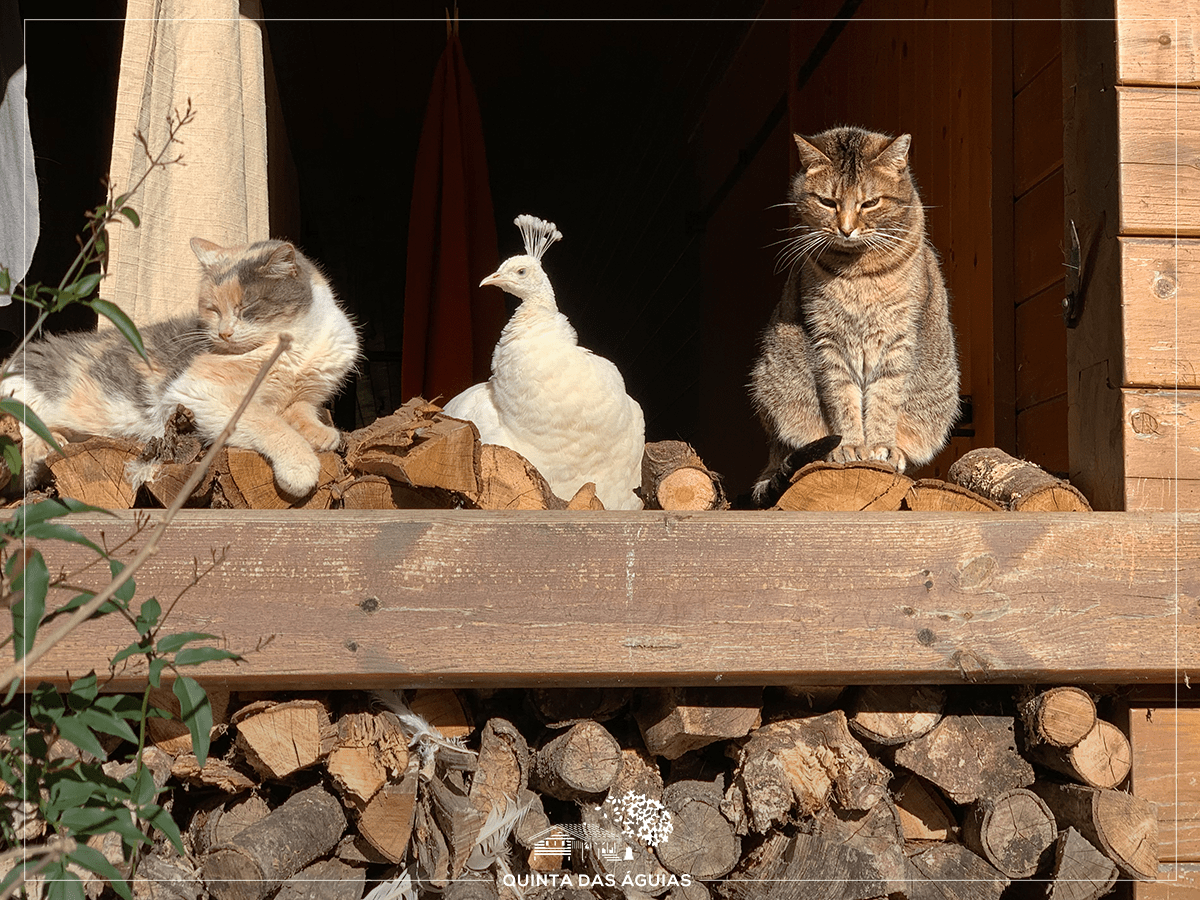 [Foto de dois gatos e um pavão na Quinta das Águias]
