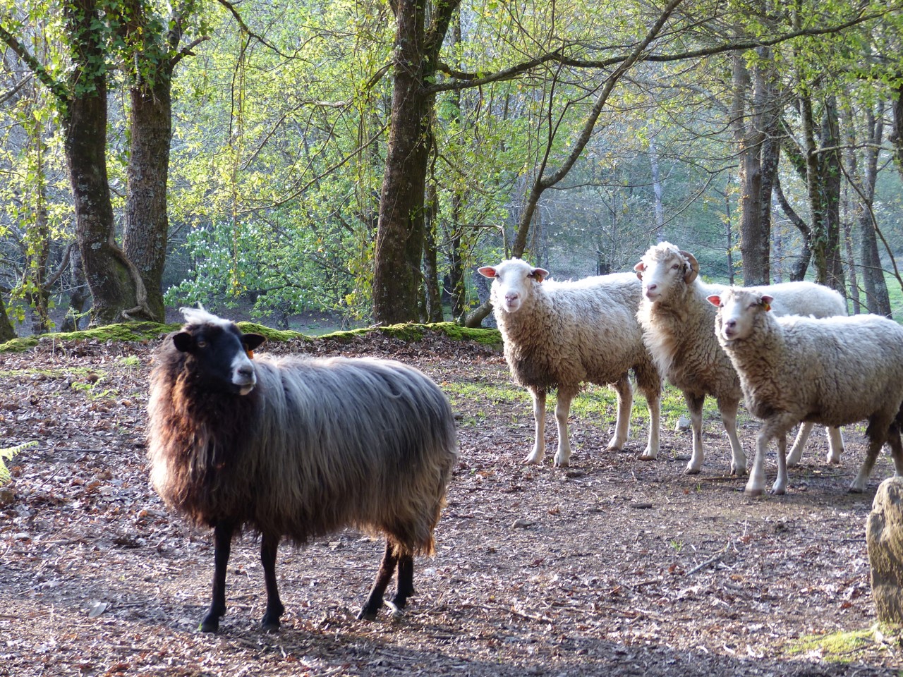 [Foto de um grupo de ovelhas na Quinta das Águias]